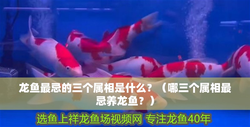 龍魚最忌的三個屬相是什么？（哪三個屬相最忌養龍魚？）