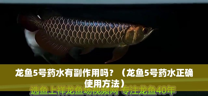 龍魚5號藥水有副作用嗎？（龍魚5號藥水正確使用方法）