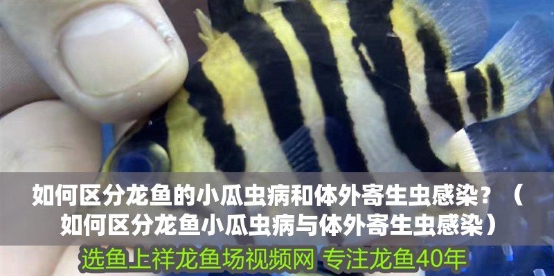 如何區(qū)分龍魚的小瓜蟲病和體外寄生蟲感染？（如何區(qū)分龍魚小瓜蟲病與體外寄生蟲感染）
