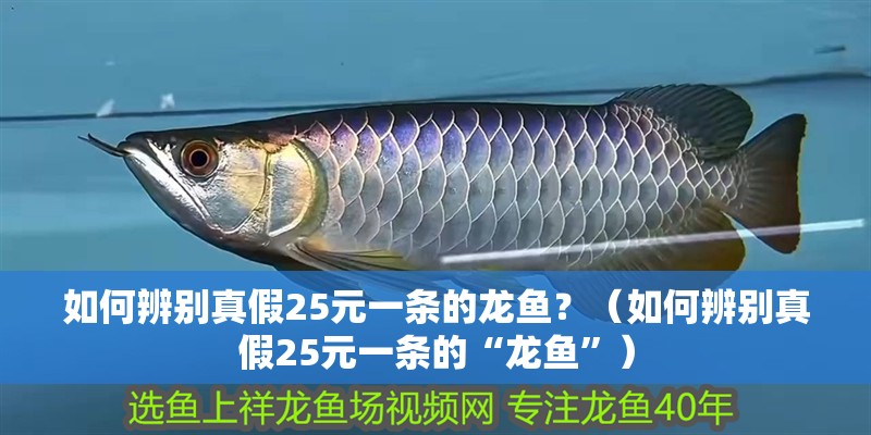 如何辨別真假25元一條的龍魚？（如何辨別真假25元一條的“龍魚”）