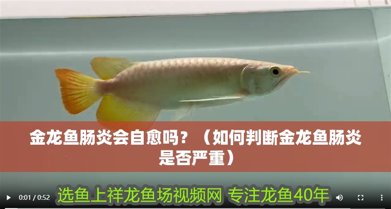 金龍魚腸炎會自愈嗎？（如何判斷金龍魚腸炎是否嚴重）