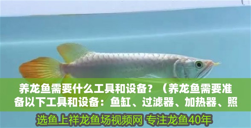 養龍魚需要什么工具和設備？（養龍魚需要準備以下工具和設備：魚缸、過濾器、加熱器、照明系統）