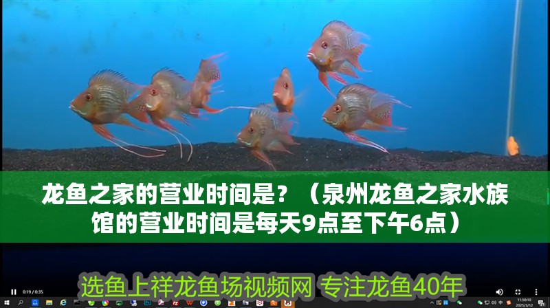 龍魚之家的營業時間是？（泉州龍魚之家水族館的營業時間是每天9點至下午6點）