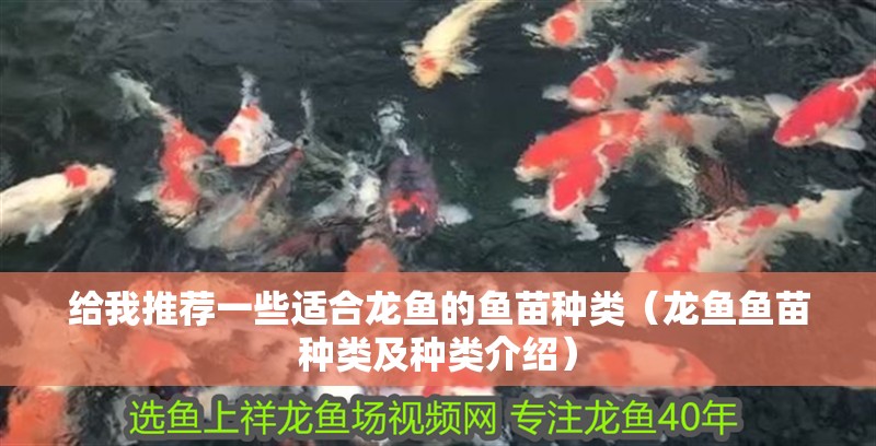 給我推薦一些適合龍魚的魚苗種類（龍魚魚苗種類及種類介紹）