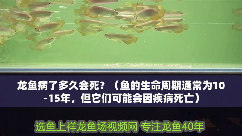 龍魚病了多久會死？（魚的生命周期通常為10-15年，但它們可能會因疾病死亡）