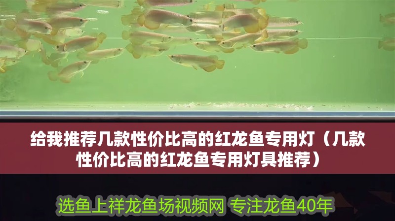 給我推薦幾款性價比高的紅龍魚專用燈（幾款性價比高的紅龍魚專用燈具推薦）