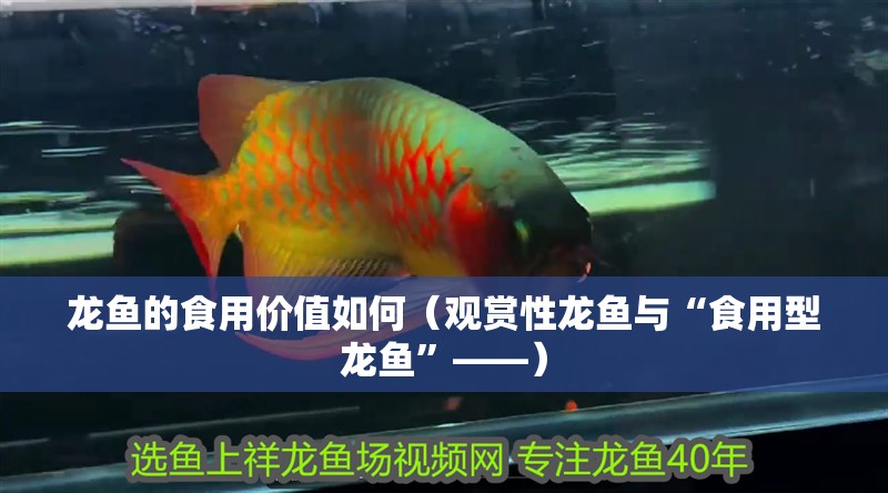 龍魚的食用價值如何（觀賞性龍魚與“食用型龍魚”——）
