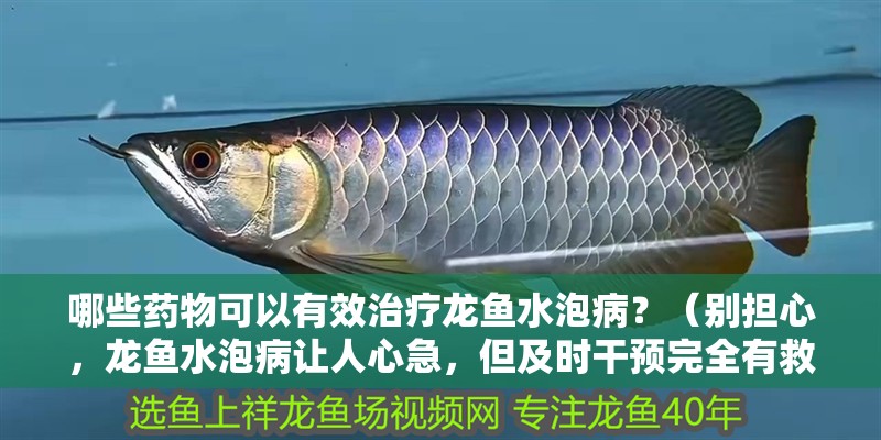 哪些藥物可以有效治療龍魚水泡病？（別擔心，龍魚水泡病讓人心急，但及時干預完全有救）