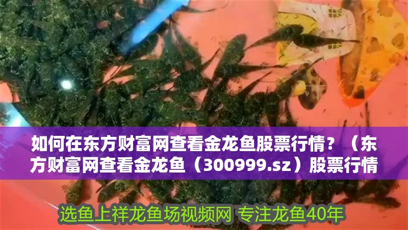 如何在東方財(cái)富網(wǎng)查看金龍魚(yú)股票行情？（東方財(cái)富網(wǎng)查看金龍魚(yú)（300999.sz）股票行情的操作流程）