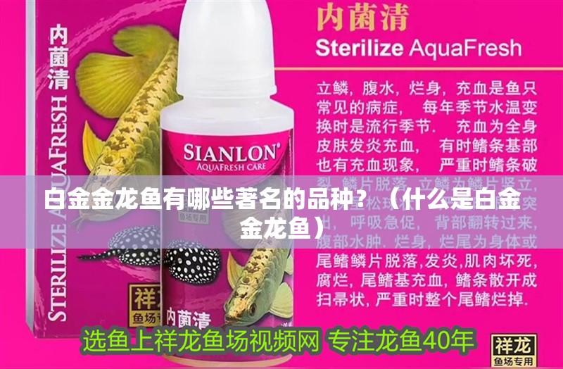 白金金龍魚有哪些著名的品種？（什么是白金金龍魚）