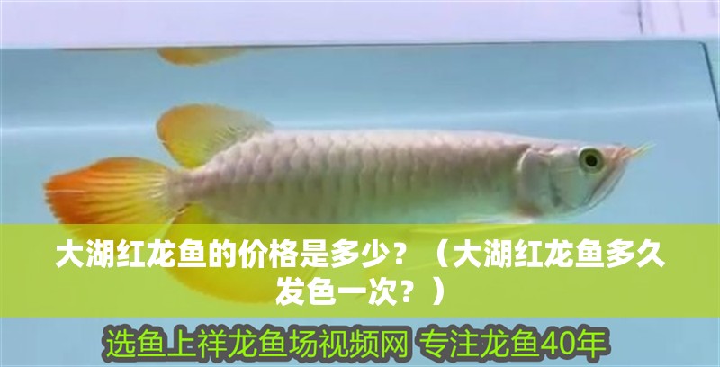 大湖紅龍魚的價格是多少？（大湖紅龍魚多久發色一次？）