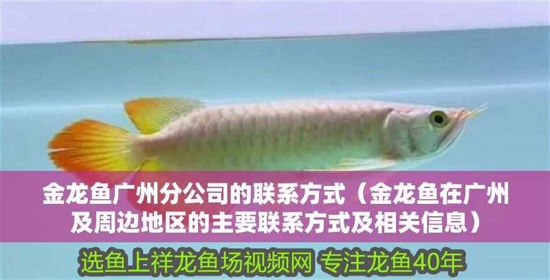 金龍魚廣州分公司的聯系方式（金龍魚在廣州及周邊地區的主要聯系方式及相關信息）