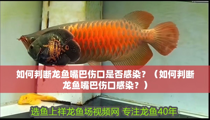 如何判斷龍魚嘴巴傷口是否感染？（如何判斷龍魚嘴巴傷口感染？）