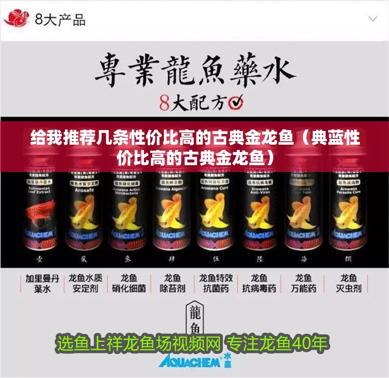 給我推薦幾條性價比高的古典金龍魚（典藍性價比高的古典金龍魚）