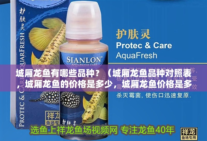 城廂龍魚有哪些品種？（城廂龍魚品種對照表，城廂龍魚的價格是多少，城廂龍魚價格是多少）