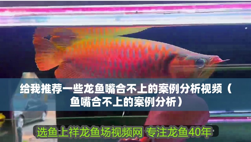 給我推薦一些龍魚嘴合不上的案例分析視頻（魚嘴合不上的案例分析）