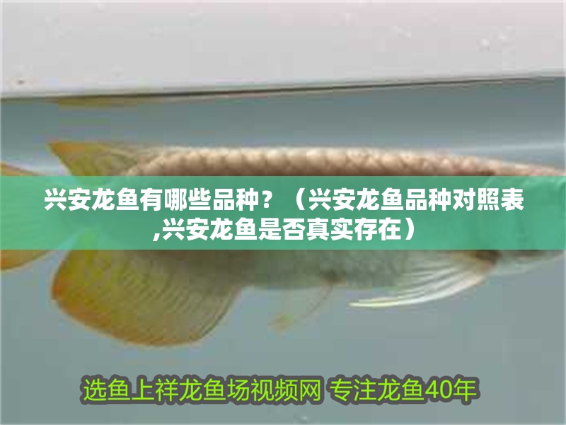 興安龍魚有哪些品種？（興安龍魚品種對照表,興安龍魚是否真實(shí)存在）