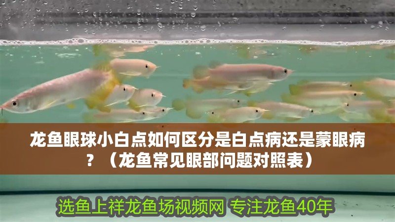 龍魚眼球小白點如何區分是白點病還是蒙眼病？（龍魚常見眼部問題對照表）