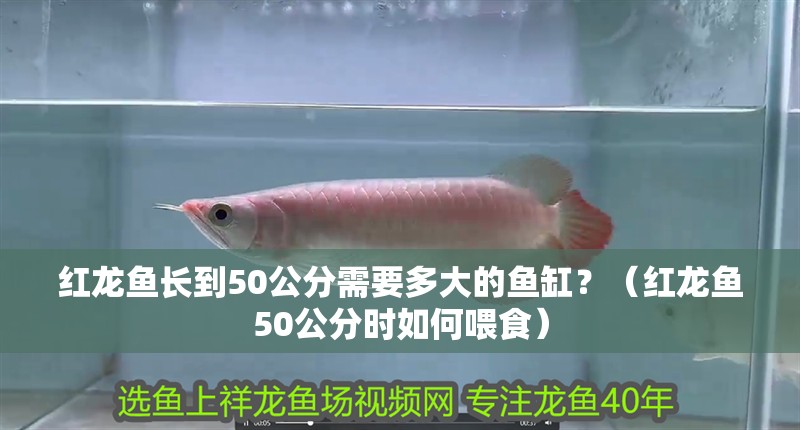 紅龍魚長到50公分需要多大的魚缸？（紅龍魚50公分時如何喂食）