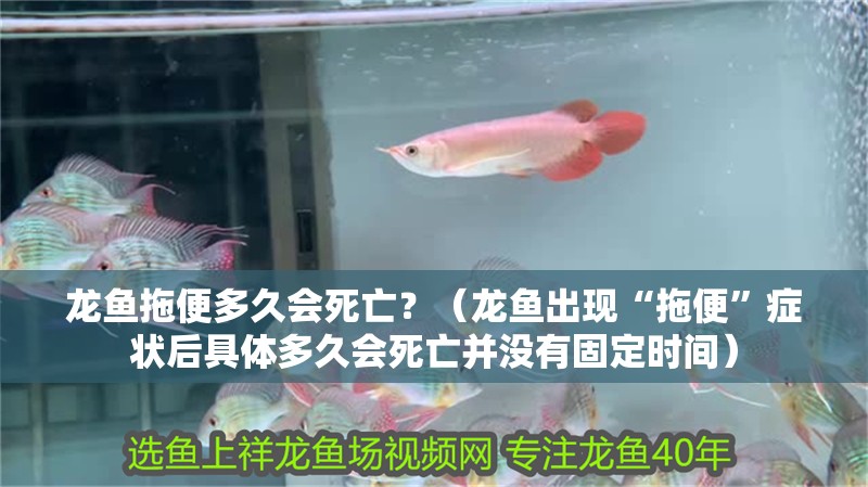 龍魚拖便多久會死亡？（龍魚出現“拖便”癥狀后具體多久會死亡并沒有固定時間）