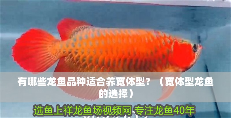 有哪些龍魚品種適合養寬體型？（寬體型龍魚的選擇）