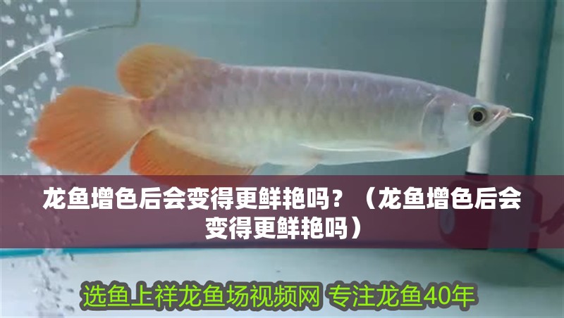龍魚增色后會變得更鮮艷嗎？（龍魚增色后會變得更鮮艷嗎）