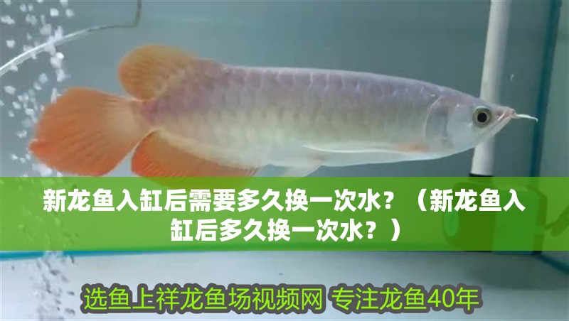 新龍魚入缸后需要多久換一次水？（新龍魚入缸后多久換一次水？）
