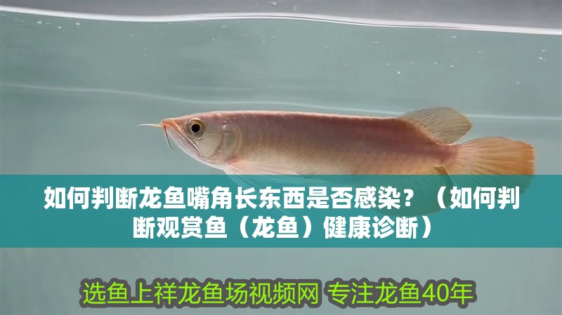 如何判斷龍魚嘴角長東西是否感染？（如何判斷觀賞魚（龍魚）健康診斷）
