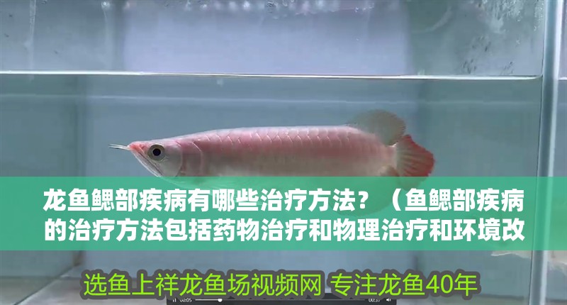 龍魚鰓部疾病有哪些治療方法？（魚鰓部疾病的治療方法包括藥物治療和物理治療和環境改善）