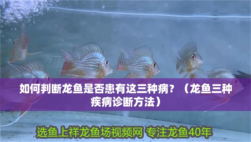 如何判斷龍魚(yú)是否患有這三種病？（龍魚(yú)三種疾病診斷方法）