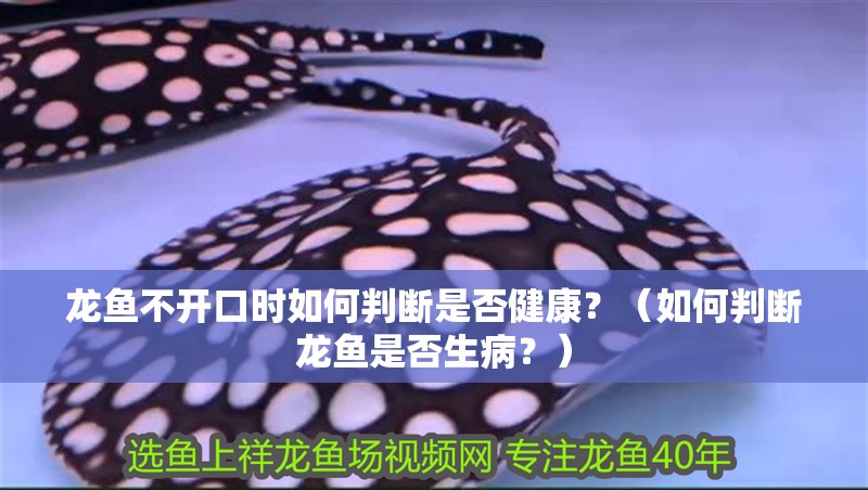 龍魚不開口時如何判斷是否健康？（如何判斷龍魚是否生病？）