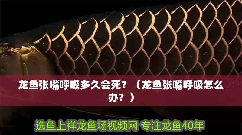 龍魚張嘴呼吸多久會死？（龍魚張嘴呼吸怎么辦？）