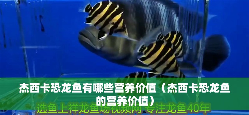 杰西卡恐龍魚有哪些營養(yǎng)價值（杰西卡恐龍魚的營養(yǎng)價值）