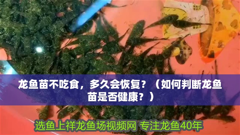 龍魚苗不吃食，多久會恢復？（如何判斷龍魚苗是否健康？）