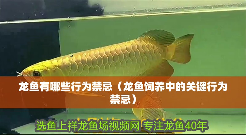 龍魚有哪些行為禁忌（龍魚飼養中的關鍵行為禁忌）