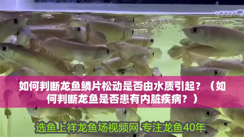 如何判斷龍魚鱗片松動是否由水質引起？（如何判斷龍魚是否患有內臟疾病？）