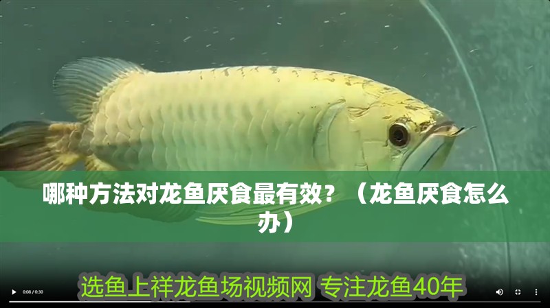 哪種方法對(duì)龍魚厭食最有效？（龍魚厭食怎么辦）
