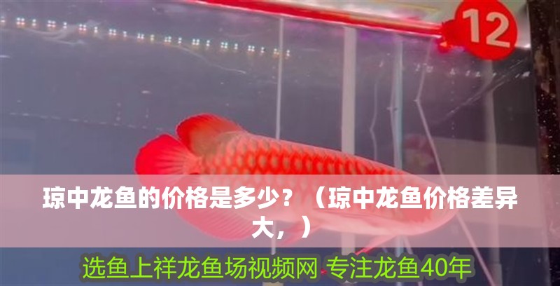 瓊中龍魚的價格是多少？（瓊中龍魚價格差異大，）