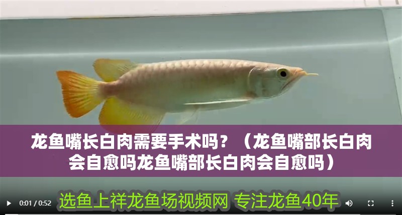 龍魚(yú)嘴長(zhǎng)白肉需要手術(shù)嗎？（龍魚(yú)嘴部長(zhǎng)白肉會(huì)自愈嗎龍魚(yú)嘴部長(zhǎng)白肉會(huì)自愈嗎）