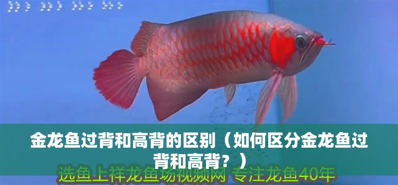 金龍魚過背和高背的區別（如何區分金龍魚過背和高背？）