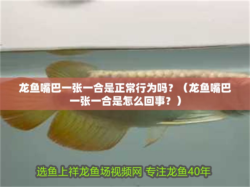 龍魚嘴巴一張一合是正常行為嗎？（龍魚嘴巴一張一合是怎么回事？）