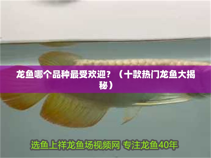 龍魚哪個(gè)品種最受歡迎？（十款熱門龍魚大揭秘）