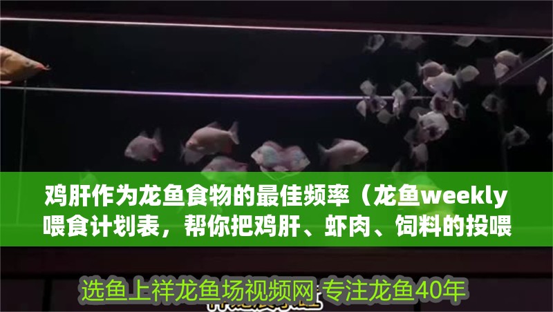 雞肝作為龍魚食物的最佳頻率（龍魚weekly喂食計劃表，幫你把雞肝、蝦肉、飼料的投喂日安排清楚）