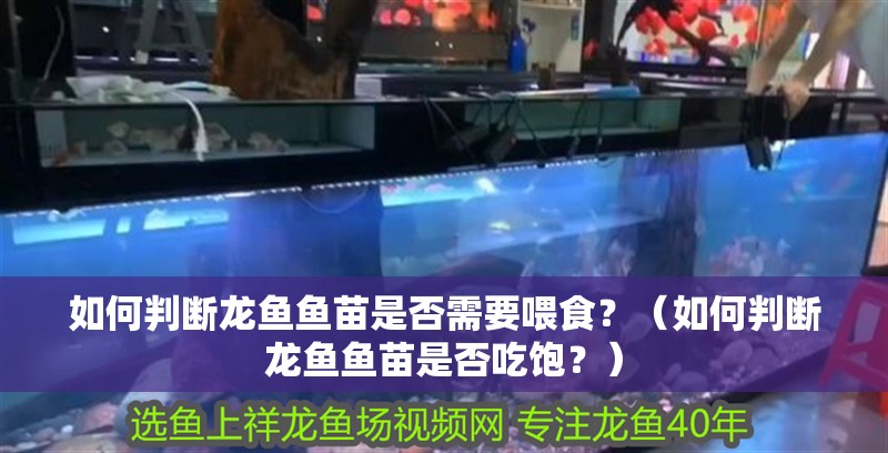 如何判斷龍魚魚苗是否需要喂食？（如何判斷龍魚魚苗是否吃飽？）