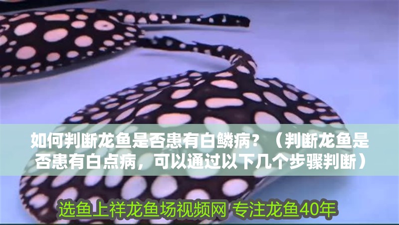 如何判斷龍魚是否患有白鱗病？（判斷龍魚是否患有白點病，可以通過以下幾個步驟判斷）
