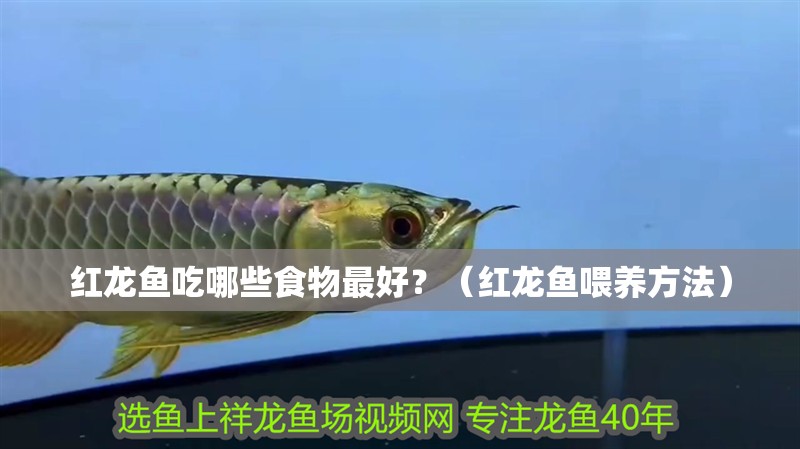 紅龍魚吃哪些食物最好？（紅龍魚喂養方法）
