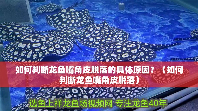 如何判斷龍魚嘴角皮脫落的具體原因？（如何判斷龍魚嘴角皮脫落）