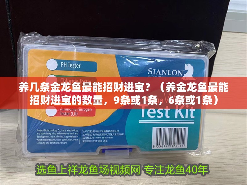 養幾條金龍魚最能招財進寶？（養金龍魚最能招財進寶的數量，9條或1條，6條或1條）