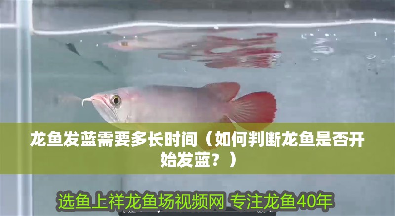 龍魚發藍需要多長時間（如何判斷龍魚是否開始發藍？）