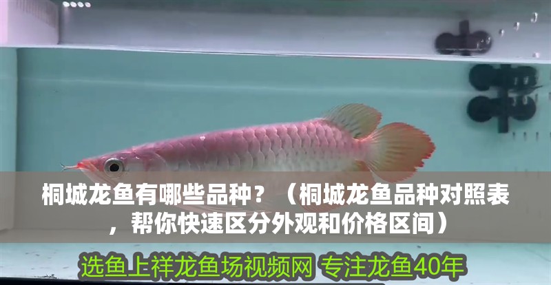 桐城龍魚有哪些品種？（桐城龍魚品種對照表，幫你快速區(qū)分外觀和價格區(qū)間）
